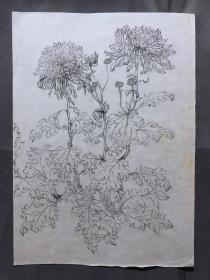 18654~【梁顺如】无款工笔花鸟画，写生，尺寸约为28*20