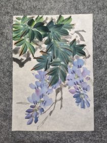 花鸟画，无款，紫藤小品，尺寸26×18厘米