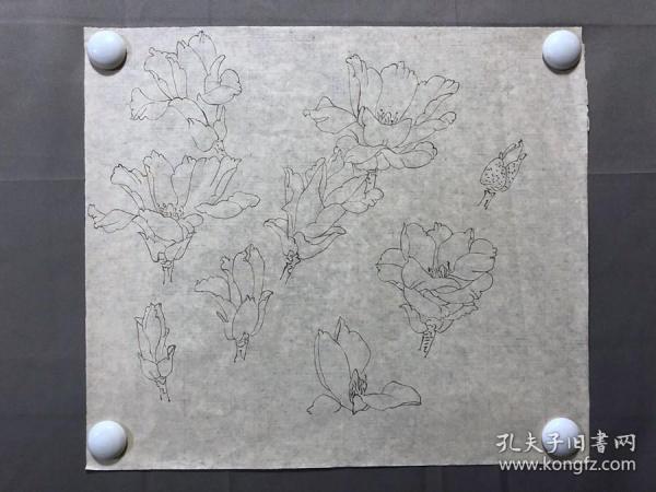 18059~【周爱莲】无款工笔白描花鸟画，花，尺寸约为38*33厘米