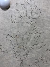 18059~【周爱莲】无款工笔白描花鸟画，花，尺寸约为38*33厘米