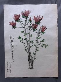 18638~【梁顺如】无款花鸟画，写生，尺寸约为28*20