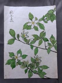 18683~【梁顺如】无款花鸟画，写生，尺寸约为28*20