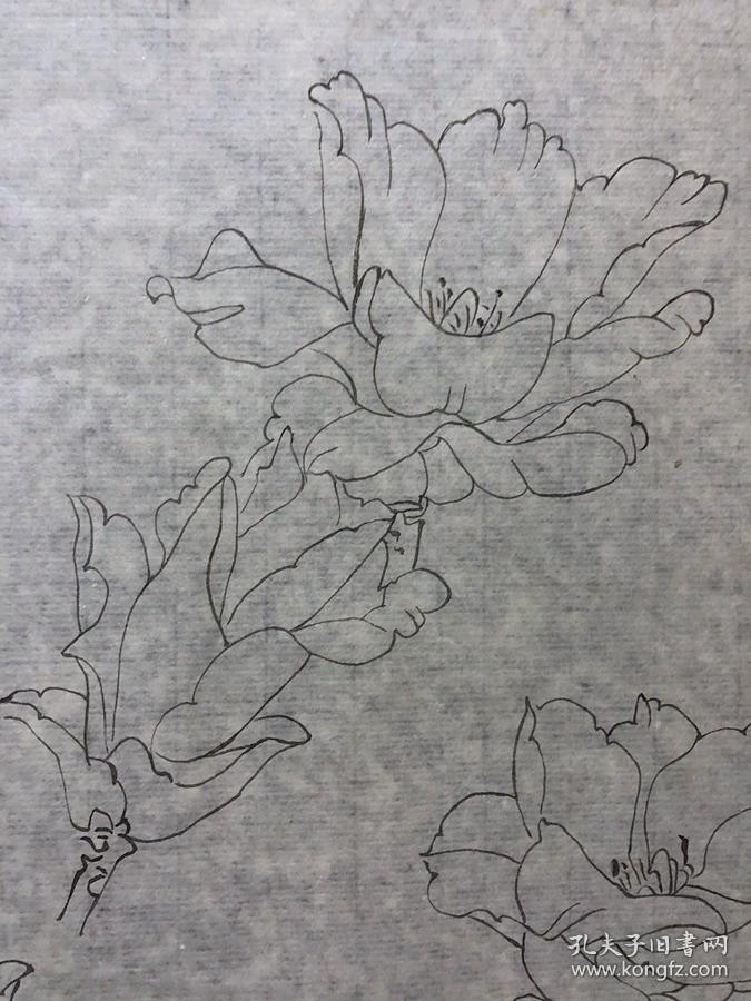 18059~【周爱莲】无款工笔白描花鸟画，花，尺寸约为38*33厘米