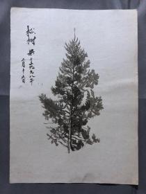 18667~【梁顺如】无款花鸟画，写生，尺寸约为28*20