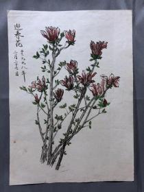 18641~【梁顺如】无款花鸟画，写生，尺寸约为28*20