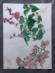 18675~【梁顺如】无款花鸟画，写生，尺寸约为28*20