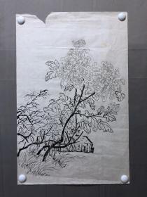 18085~【周爱莲】无款工笔白描花鸟画，菊花，尺寸约为68*44厘米