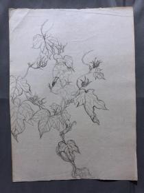 18672~【梁顺如】无款花鸟画，写生，尺寸约为28*20