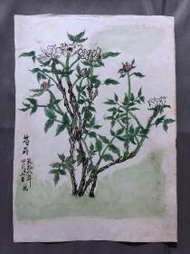 18709~【梁顺如】无款花鸟画，写生，尺寸约为28*20