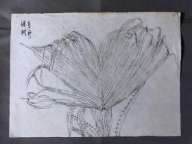 18649~【梁顺如】无款工笔花鸟画，写生，尺寸约为28*20