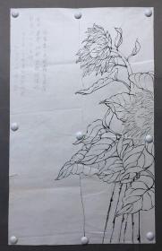 20003~【邓广恒】白描花鸟画，向日葵，尺寸约为97*60