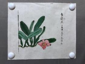 18570~【梁顺如】无款工笔擀彩花鸟画，卡特兰，尺寸约为33*26