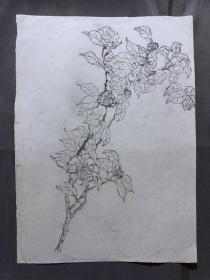 18701~【梁顺如】无款花鸟画，写生，尺寸约为28*20