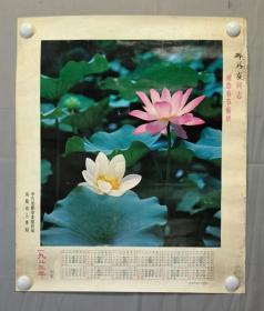 22149，年历，荷花，尺寸57×48厘米，成都人事局1983年