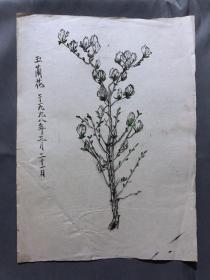 18679~【梁顺如】无款花鸟画，写生，尺寸约为28*20