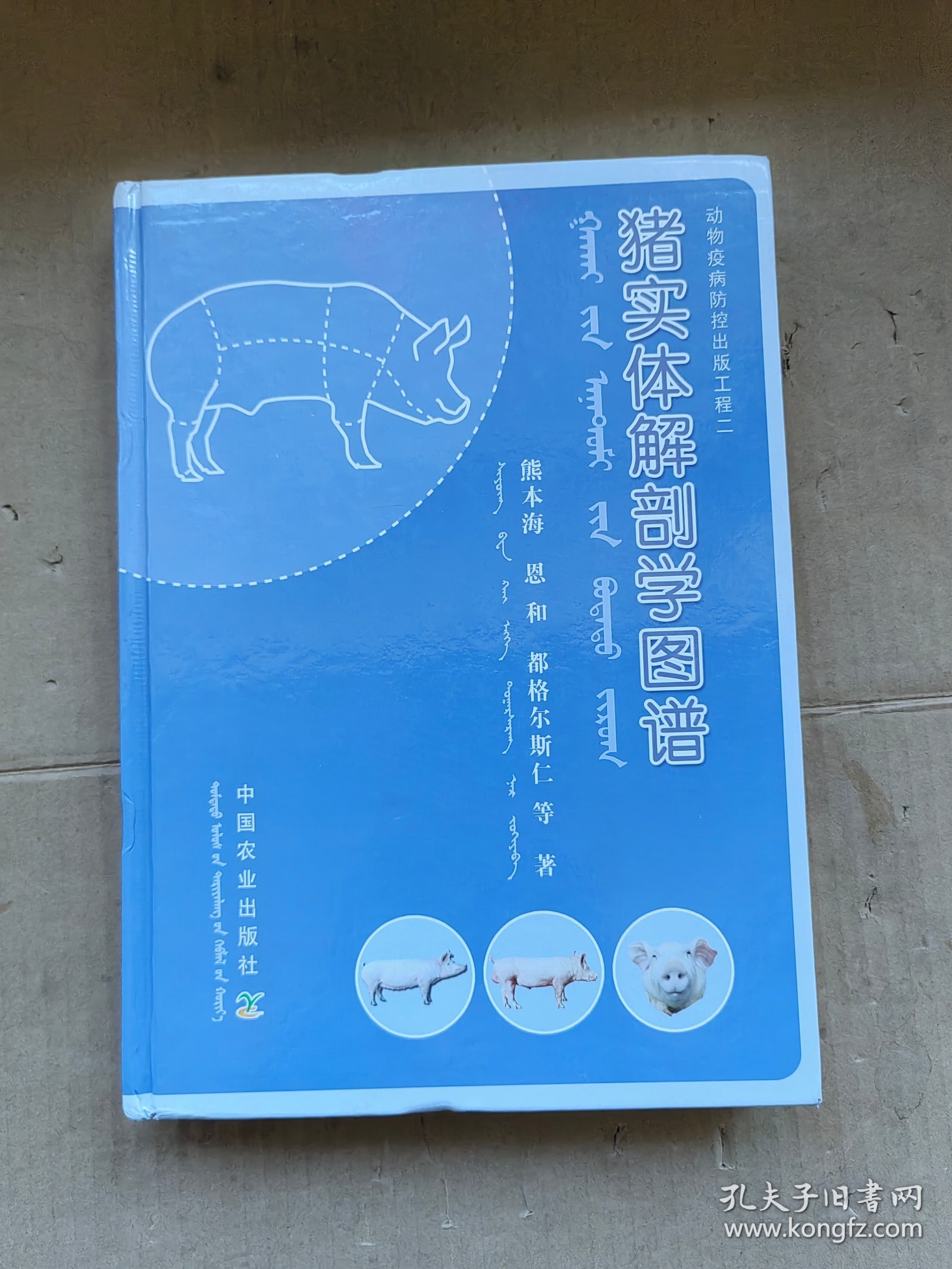 猪实体解剖学图谱