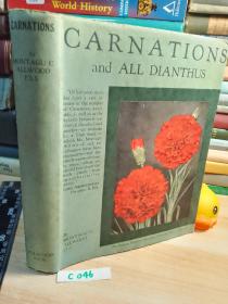 CARNATIONS AND ALL DIANTHUS  《康乃馨和石竹》含150多副插图   有彩图    精装带书衣  22X17.5CM