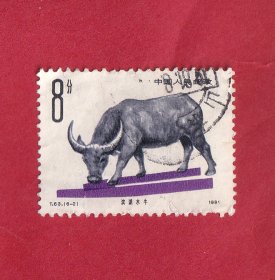 T63畜牧业—牛（2）8分滨湖水牛.1981.5.5
