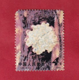 T66食用菌（6-1）4分，银耳，.1981.8.6