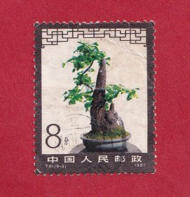 T61盆景艺术（6-3）8分银杏.1981.3.31