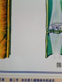 水分进入植物体内的途径（中学生物教学挂图）