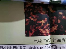 （不同形态的菌落  电镜下的几种细菌形态）中学生物教学参考挂图