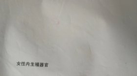 （女性内生殖器官）中学生物教学参考挂图