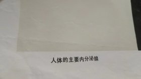 （人体的主要内分泌腺）中学生物教学参考挂图