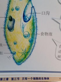 只有一个细胞的生物体（中学生物教学挂图）