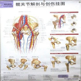 髋关节解剖与创伤挂图