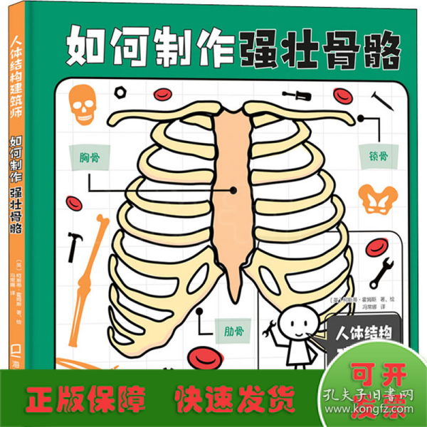 人体结构建筑师：如何制作强壮骨骼