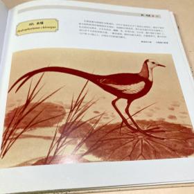 中国珍稀野生动物手绘图谱