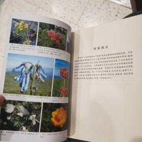 蒲公英科普系列：草木相伴