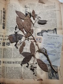 植物标本，无标本台纸.2150528-69