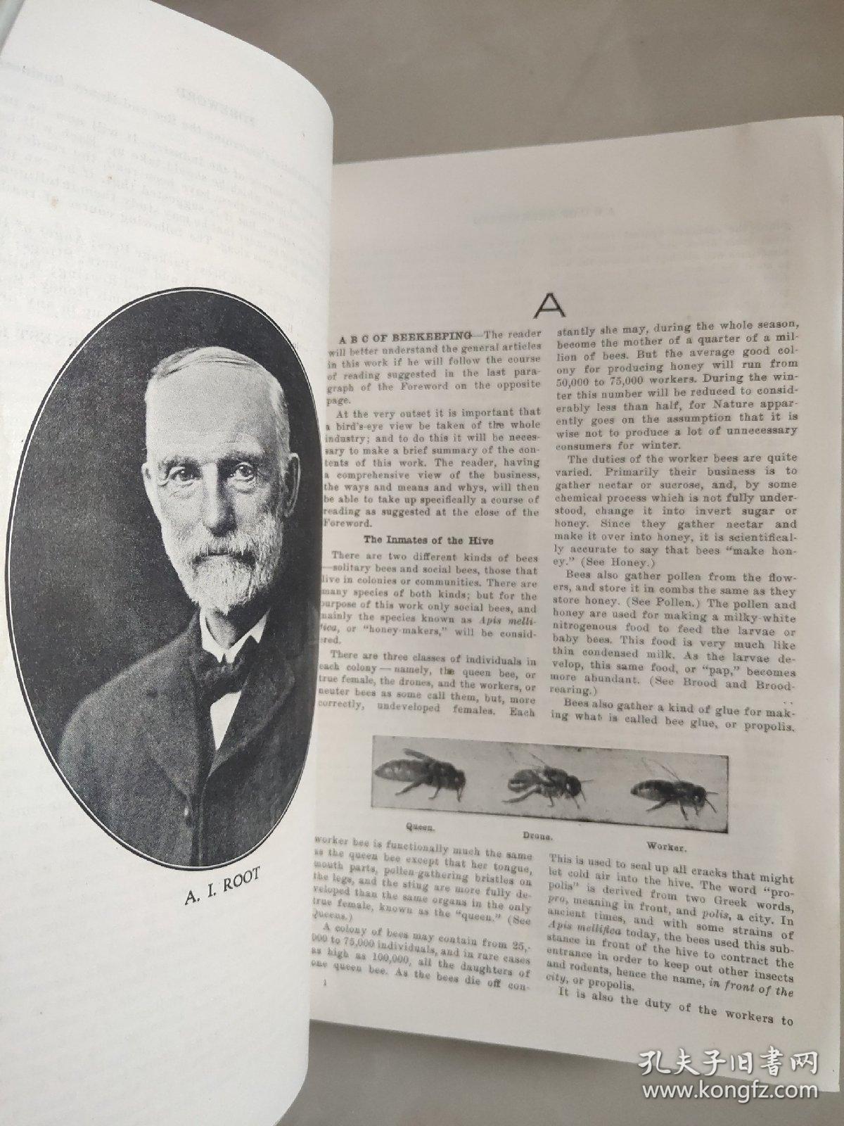 ABC and XYZ of BEE CULTURE 英文原版 1929年 革面精装,封面烫金凹凸印刷，品相较好