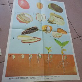 种子的构造和菜豆种子的萌发示意图