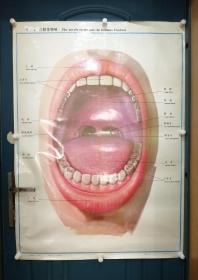 人体解剖挂图：Ⅱ—2 口腔及咽峡