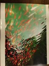 湖南省第十四届摄影艺术展参赛照片：湖南商学院艺术设计系广艺0401班贺武作品《鱼光弄影》