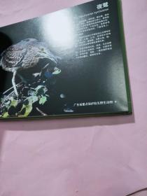 大亚湾水产资源保护区鸟类图册