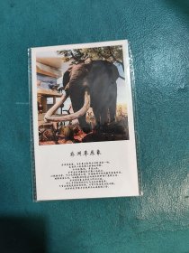 【明信片】武汉自然博物馆-非洲草原象