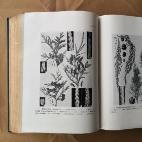 中国植物志 第七卷