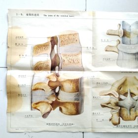 人体解剖挂图 1 骨及骨连结 <1-5椎骨的连结＞全开