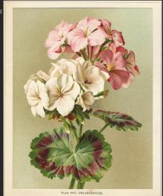 英国1884年套色石印版画花卉天竺葵