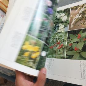 山野草药  创刊号  大量彩页介绍山中草药   日文版