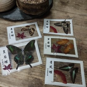蝴蝶标本 中国本溪 皇后蝶 寿星蝶 梦露蝶 虎斑蝶 青凤蝶5张