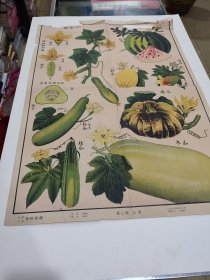 瓜类，第三图