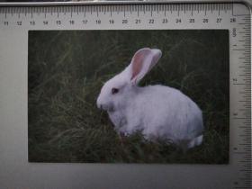 兔子明信片(1.5可制作兔年极限明信片)