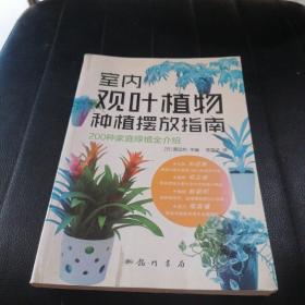 室内观叶植物种植摆放指南