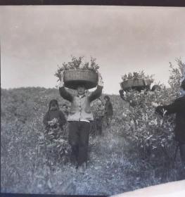 1965年底片一张，金寨县社员收获采摘柞蚕茧