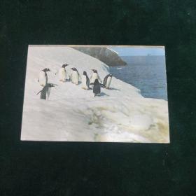 （明信片）登上企鹅岛    一张